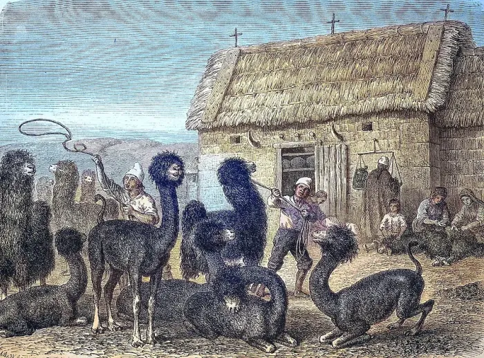 Framed Print : Alpaca, Alpacas (Vicugna pacos) are captured for the shearing, Argentina, reproduction of an image, woodcut from the year 1881, digitally restored, Historical, Alpaca, Alpacas are captured for the shearing, Argentina, reproduction of an image Framed Print : Alpaca, Alpacas (Vicugna pacos) are captured for the shearing, Argentina, reproduction of an image, woodcut from the year 1881, digitally restored, Historical, Alpaca, Alpacas are captured for the shearing, Argentina, reproduction of an image