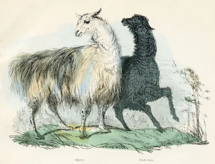 Framed Print : Alpaca and black Lama engraving 1893 Framed Print : Alpaca and black Lama engraving 1893