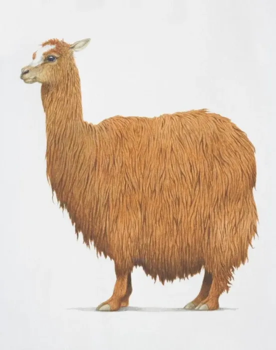 Framed Print : Alpaca, Lama pacos, with shaggy brown fur, side view Framed Print : Alpaca, Lama pacos, with shaggy brown fur, side view