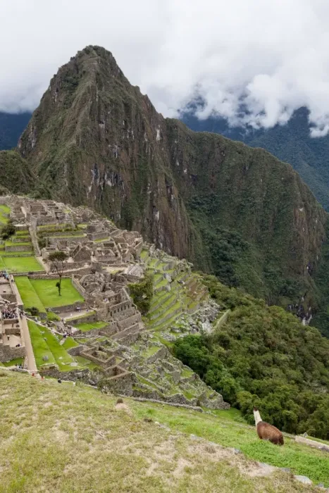 Framed Print : Alpaca at Machu Picchu Framed Print : Alpaca at Machu Picchu