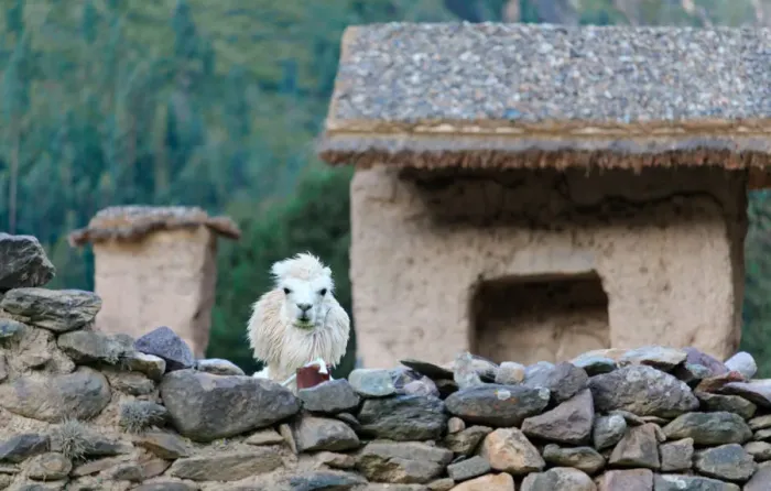 Framed Print : Alpaca in Ollantaytambo ruins, Peru Framed Print : Alpaca in Ollantaytambo ruins, Peru