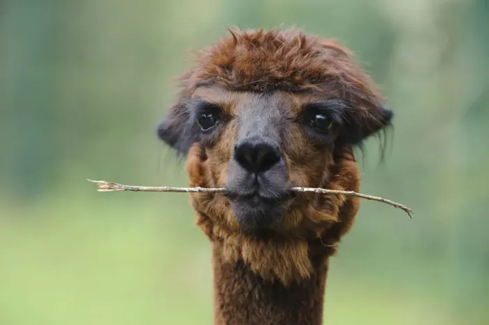 Framed Print : Alpaca -Vicugna pacos-, portrait, animal holding branch in its mouth, Jaderpark, Lower Saxony, Germany, Europe Framed Print : Alpaca -Vicugna pacos-, portrait, animal holding branch in its mouth, Jaderpark, Lower Saxony, Germany, Europe