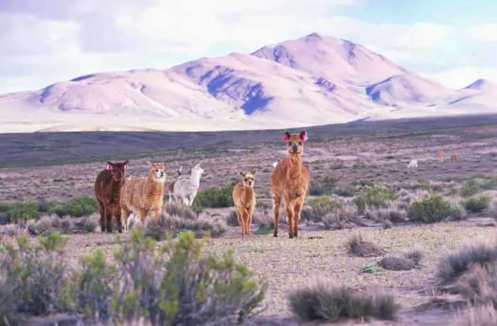 Framed Print : Alpacas (Lama paca) Framed Print : Alpacas (Lama paca)
