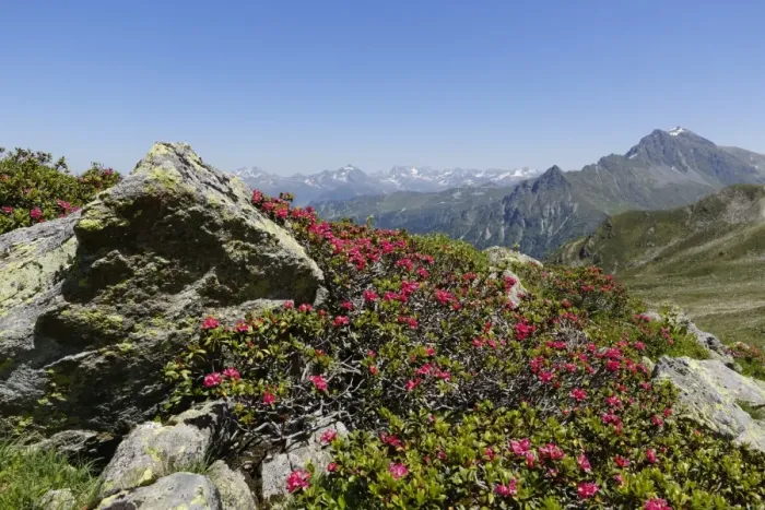 Framed Print : Alpenrose -Rhododendron ferrugineum-, at St. Antoenier Joch, saddle, Montafon, Raetikon, Vorarlberg, Austria Framed Print : Alpenrose -Rhododendron ferrugineum-, at St. Antoenier Joch, saddle, Montafon, Raetikon, Vorarlberg, Austria