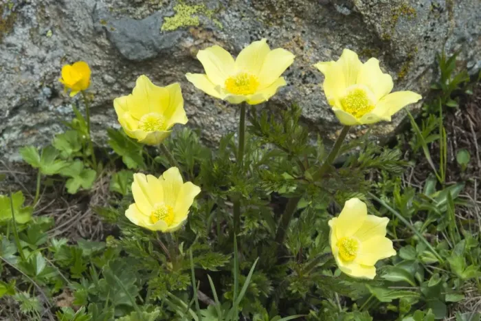Framed Print : Alpine Anemones or Sulphur Anemones -Pulsatilla alpina ssp. Alpiifolia-, Kaunertal valley, Tyrol, Austria Framed Print : Alpine Anemones or Sulphur Anemones -Pulsatilla alpina ssp. Alpiifolia-, Kaunertal valley, Tyrol, Austria