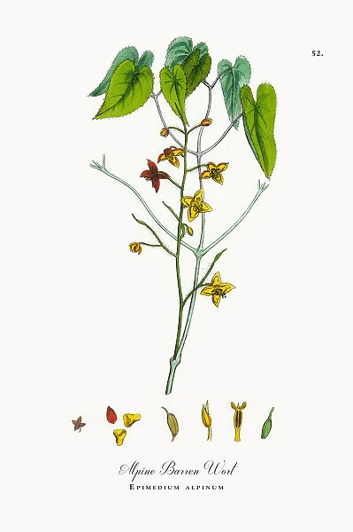 Alpine Barren Wort, Epimedium alpinum, Victorian Botanical Illustration, 1863