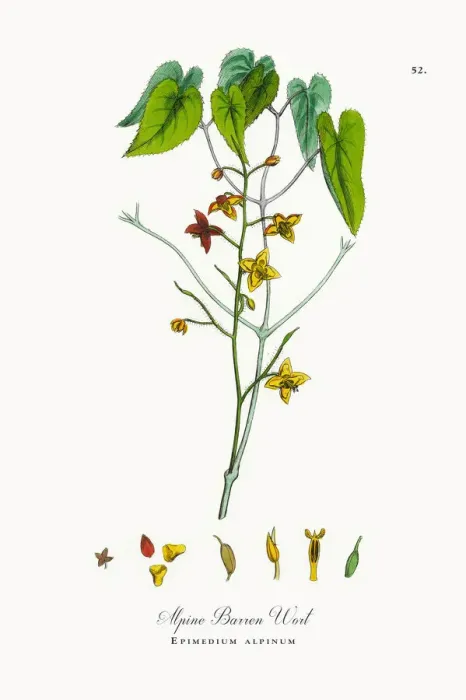 Framed Print : Alpine Barren Wort, Epimedium alpinum, Victorian Botanical Illustration, 1863 Framed Print : Alpine Barren Wort, Epimedium alpinum, Victorian Botanical Illustration, 1863