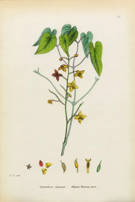 Framed Print : Alpine Barren Wort, Epimedium alpinum, Victorian Botanical Illustration, 1863 Framed Print : Alpine Barren Wort, Epimedium alpinum, Victorian Botanical Illustration, 1863