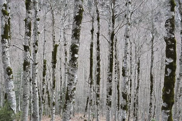 Alpine birch forest in spring