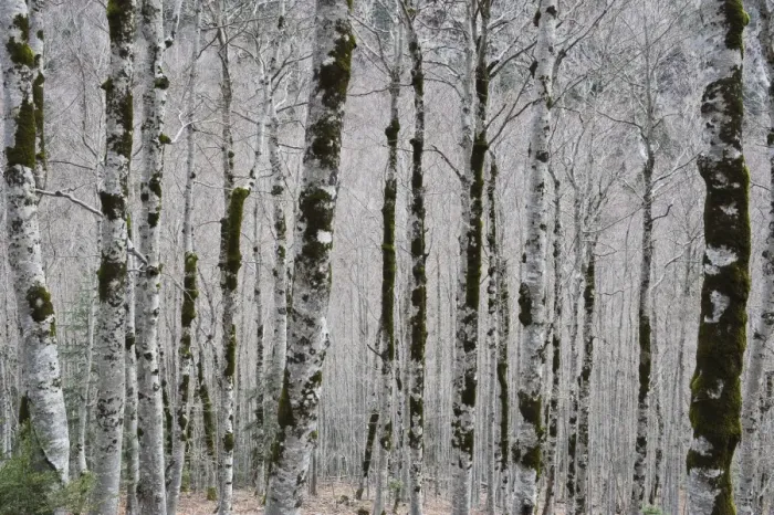 Framed Print : Alpine birch forest in spring Framed Print : Alpine birch forest in spring