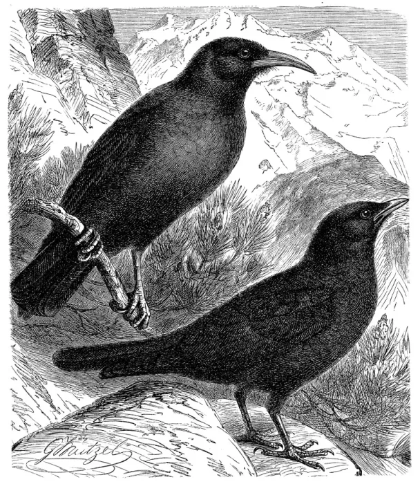 Framed Print : The Alpine chough and yellow-billed chough, (Pyrrhocorax graculus) Framed Print : The Alpine chough and yellow-billed chough, (Pyrrhocorax graculus)