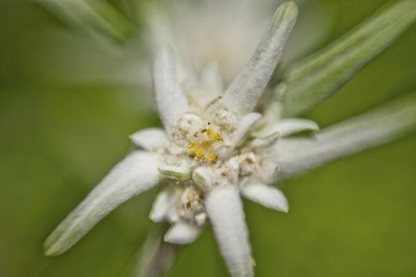 Alpine Edelweiss -Leontopodium nivale-, macro shot