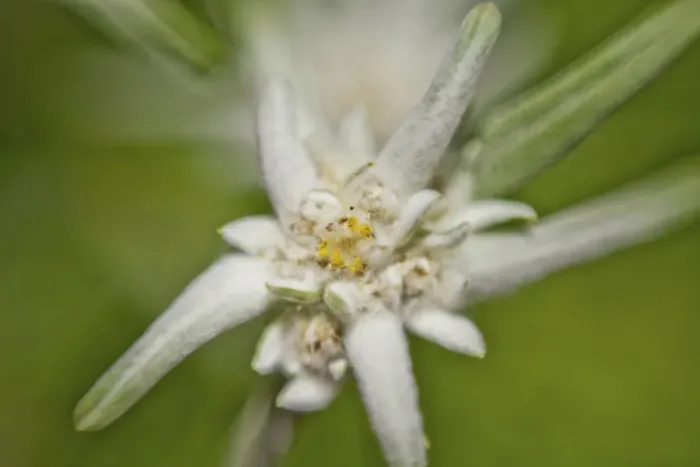 Framed Print : Alpine Edelweiss -Leontopodium nivale-, macro shot Framed Print : Alpine Edelweiss -Leontopodium nivale-, macro shot