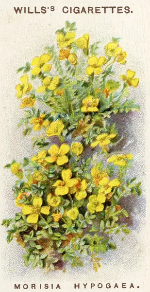 cigarette cards flowers Alpine Flowers Print, 1913 Will's Cigarettes Tobacco Card. Art Prints,  Posters & Puzzles from Fine Art Storehouse