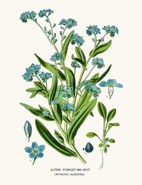 Framed Print : Alpine forget-me-not Framed Print : Alpine forget-me-not