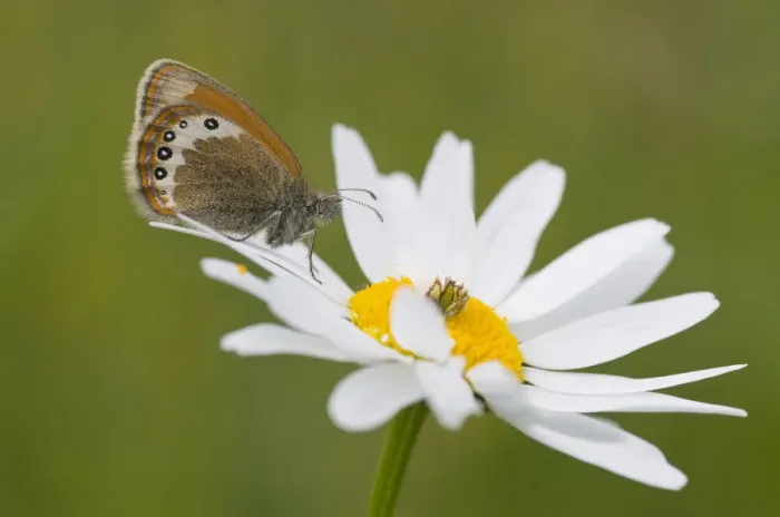 Framed Print : Alpine Heath (Coenonympha gardetta) on Daisy (Leucanthemum vulgare) Framed Print : Alpine Heath (Coenonympha gardetta) on Daisy (Leucanthemum vulgare)