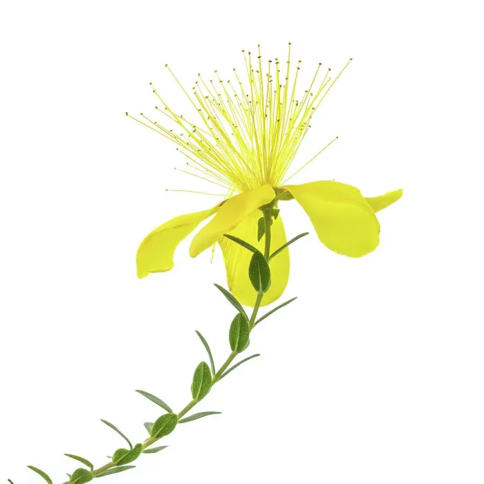 Framed Print : Alpine Hypericum Olympicum