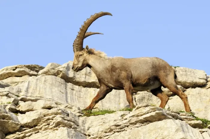 Framed Print : Alpine ibex (Capra ibex) Framed Print : Alpine ibex (Capra ibex)