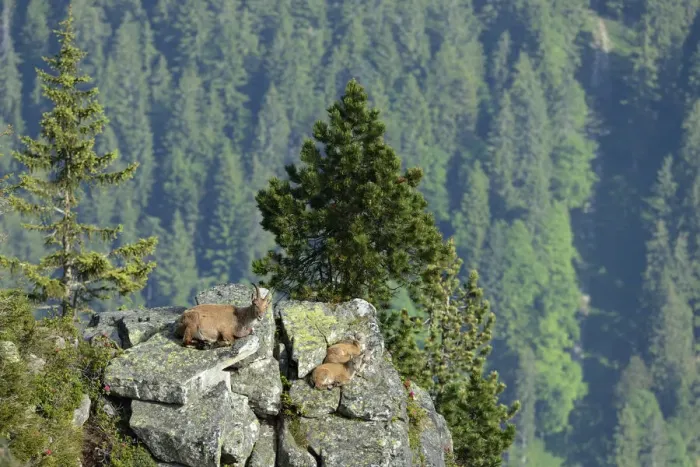 Framed Print : Alpine Ibex -Capra ibex-, adult and two young animals lying on rock slab, Bernese Oberland, Canton of Bern, Switzerland