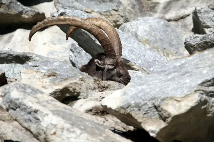 Framed Print : Alpine ibex (Capra ibex), Alpine Zoo Innsbruck, Tyrol, Austria, Europe Framed Print : Alpine ibex (Capra ibex), Alpine Zoo Innsbruck, Tyrol, Austria, Europe