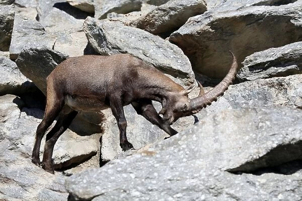 Alpine ibex (Capra ibex), Alpine Zoo Innsbruck, Tyrol, Austria, Europe