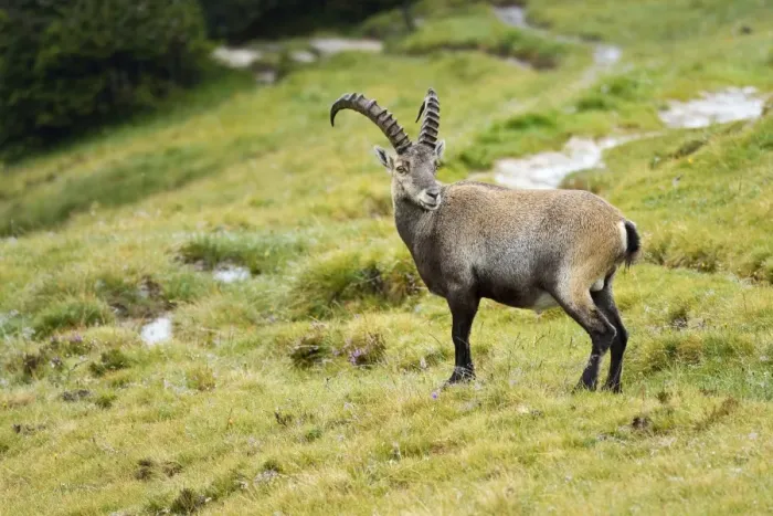 Framed Print : Alpine ibex -Capra ibex-, Bernese Oberland, Switzerland Framed Print : Alpine ibex -Capra ibex-, Bernese Oberland, Switzerland