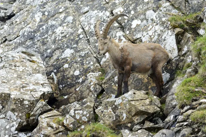Framed Print : Alpine Ibex -Capra ibex-, Bernese Oberland, Canton of Bern, Switzerland Framed Print : Alpine Ibex -Capra ibex-, Bernese Oberland, Canton of Bern, Switzerland