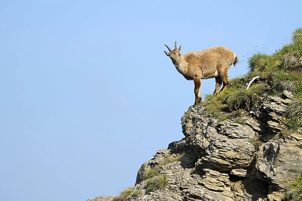 Alpine Ibex -Capra ibex-, Bernese Oberland, Canton of Bern, Switzerland