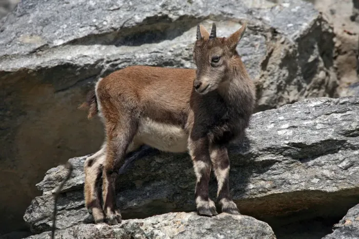 Framed Print : Alpine ibex (Capra ibex), fawn, Alpine Zoo Innsbruck, Tyrol, Austria, Europe Framed Print : Alpine ibex (Capra ibex), fawn, Alpine Zoo Innsbruck, Tyrol, Austria, Europe