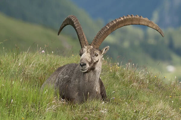 Alpine ibex -Capra ibex- lying in an alpine meadow, High Tauern National Park, Carinthia, Austria