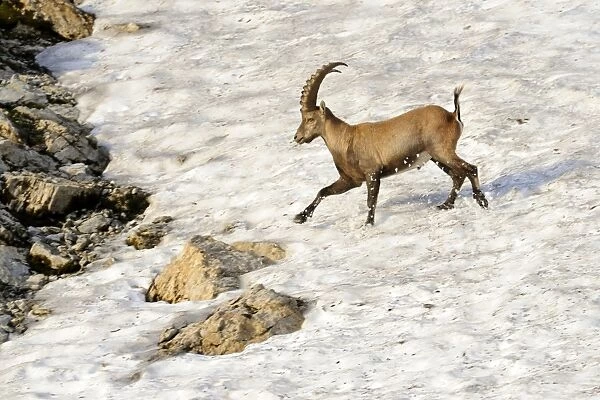 Alpine ibex (Capra ibex), running over a snow field