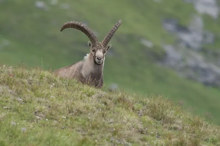Framed Print : Alpine ibex -Capra ibex- standing on an alpine meadow, High Tauern National Park, Carinthia, Austria Framed Print : Alpine ibex -Capra ibex- standing on an alpine meadow, High Tauern National Park, Carinthia, Austria