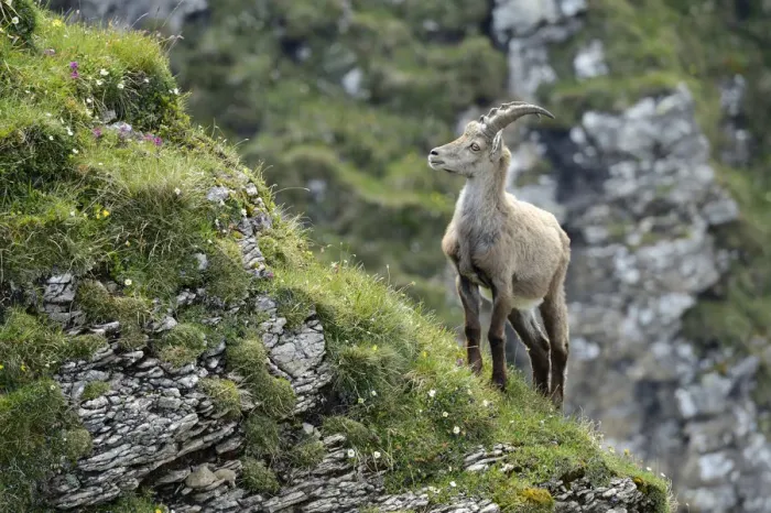 Framed Print : Alpine Ibex -Capra ibex- standing on steep terrain, Bernese Oberland, Canton of Bern, Switzerland