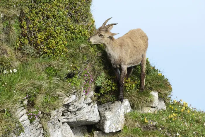 Framed Print : Alpine Ibex -Capra ibex- in steep terrain, Bernese Oberland, Canton of Bern, Switzerland