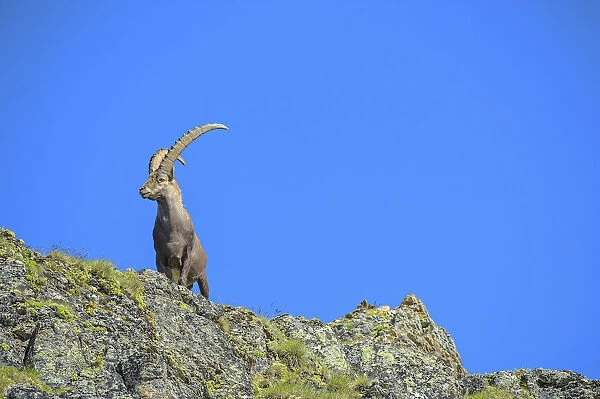 Alpine Ibex -Capra ibex-, Stelvio National Park, Italy