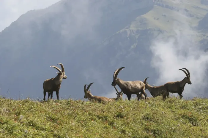 Framed Print : Alpine ibex (Capra ibex), Toggenburg, Canton St. Gallen, Switzerland, Europe Framed Print : Alpine ibex (Capra ibex), Toggenburg, Canton St. Gallen, Switzerland, Europe