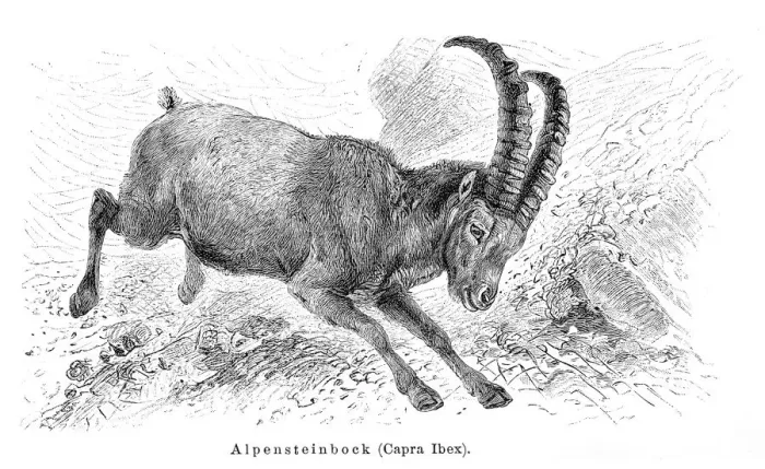 Framed Print : Alpine ibex goat engraving 1897 Framed Print : Alpine ibex goat engraving 1897