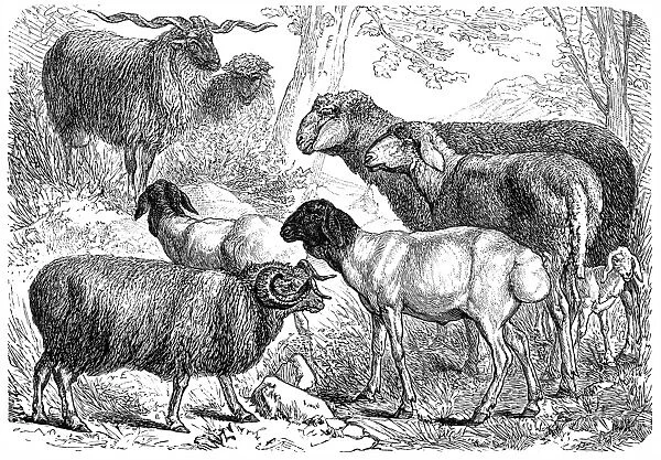 Alpine, Ibex, Wild Goat, Markhor