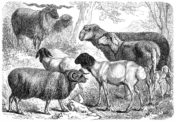 Framed Print : Alpine, Ibex, Wild Goat, Markhor Framed Print : Alpine, Ibex, Wild Goat, Markhor