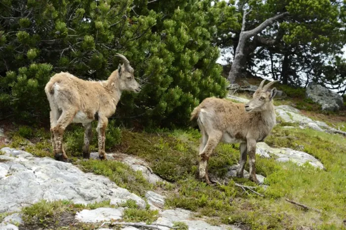 Framed Print : Two Alpine Ibexes -Capra ibex- during change of coat, Bernese Oberland, Canton of Bern, Switzerland
