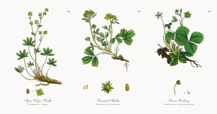 Framed Print : Alpine Ladyas Mantle, Alchemilla alpina, Victorian Botanical Illustration, 1863 Framed Print : Alpine Ladyas Mantle, Alchemilla alpina, Victorian Botanical Illustration, 1863
