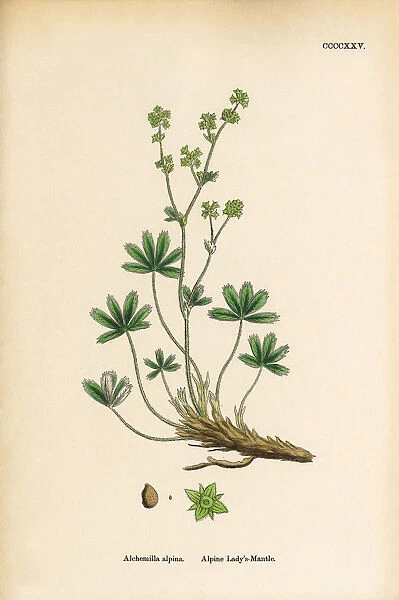 Alpine Ladyas Mantle, Alchemilla alpina, Victorian Botanical Illustration, 1863