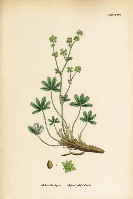 Framed Print : Alpine Ladyas Mantle, Alchemilla alpina, Victorian Botanical Illustration, 1863 Framed Print : Alpine Ladyas Mantle, Alchemilla alpina, Victorian Botanical Illustration, 1863