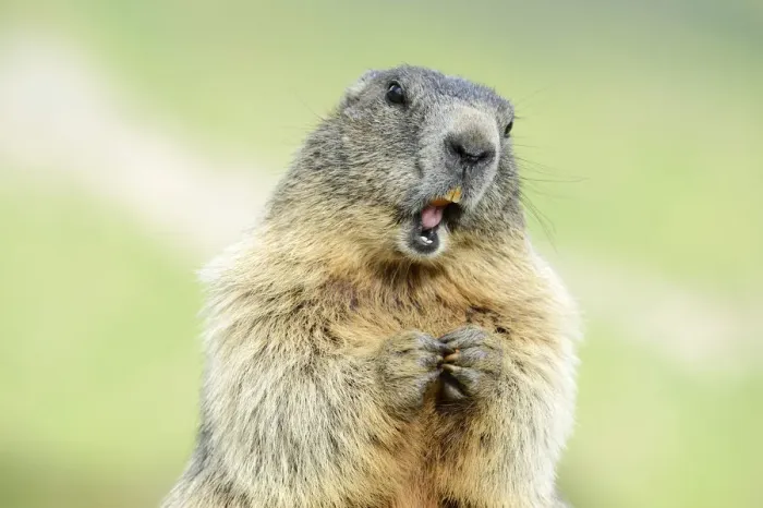 Framed Print : Alpine Marmot -Marmota marmota-, Grossglockner, Hohe Tauern National Park, Tyrol, Austria