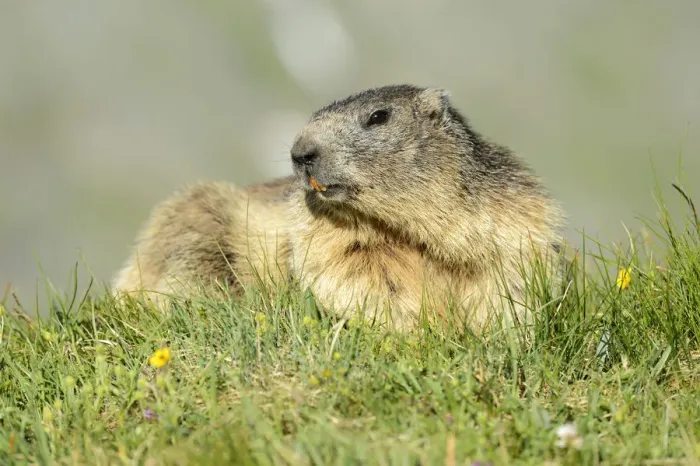 Framed Print : Alpine Marmot -Marmota marmota-, Grossglockner, Hohe Tauern National Park, Tyrol, Austria Framed Print : Alpine Marmot -Marmota marmota-, Grossglockner, Hohe Tauern National Park, Tyrol, Austria