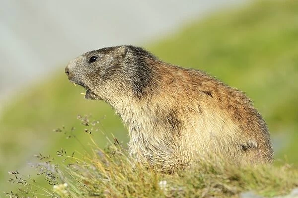 Alpine Marmot -Marmota marmota-, whistling warning call, Grossglockner, Hohe Tauern National Park, Tyrol, Austria