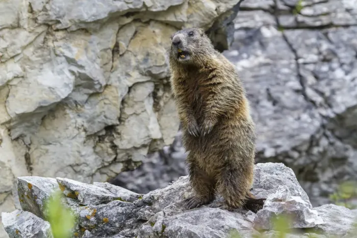 Framed Print : Alpine Marmot -Marmota marmota-, Sandesbachtal, Tyrol, Austria Framed Print : Alpine Marmot -Marmota marmota-, Sandesbachtal, Tyrol, Austria