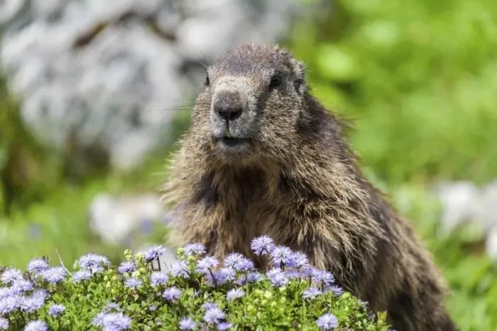 Framed Print : Alpine Marmot -Marmota marmota-, State Land Salzburg, Austria Framed Print : Alpine Marmot -Marmota marmota-, State Land Salzburg, Austria