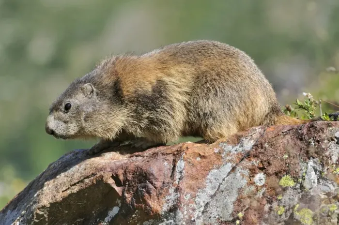 Framed Print : Alpine marmot (Marmota marmota)