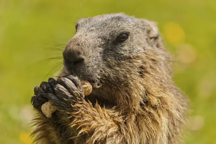 Framed Print : Alpine Marmot -Marmota marmota- feeding on a peanut, State Land Salzburg, Austria Framed Print : Alpine Marmot -Marmota marmota- feeding on a peanut, State Land Salzburg, Austria